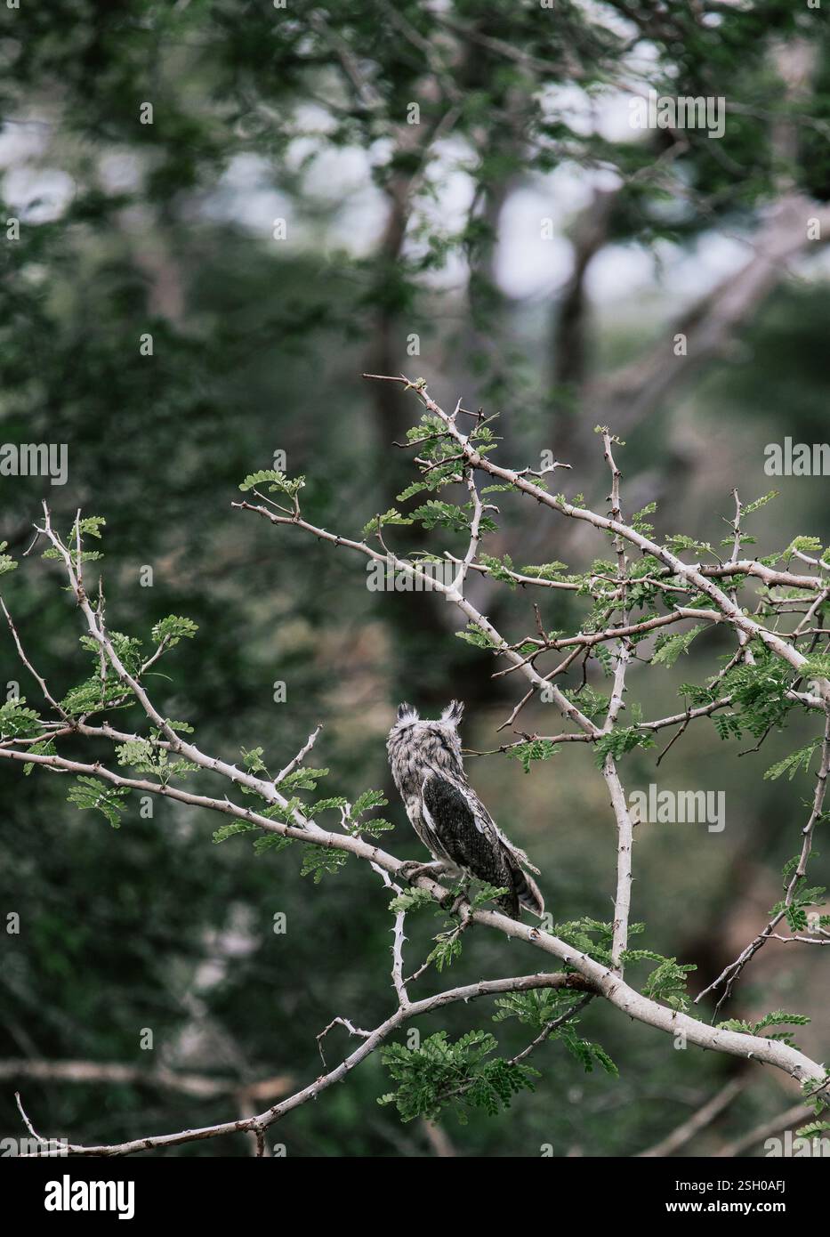 Il gufo bianco del sud, Ptilopsis granti, si trova su un ramo d'albero nella natura selvaggia, il Kruger National Park, Sudafrica. Foto Stock