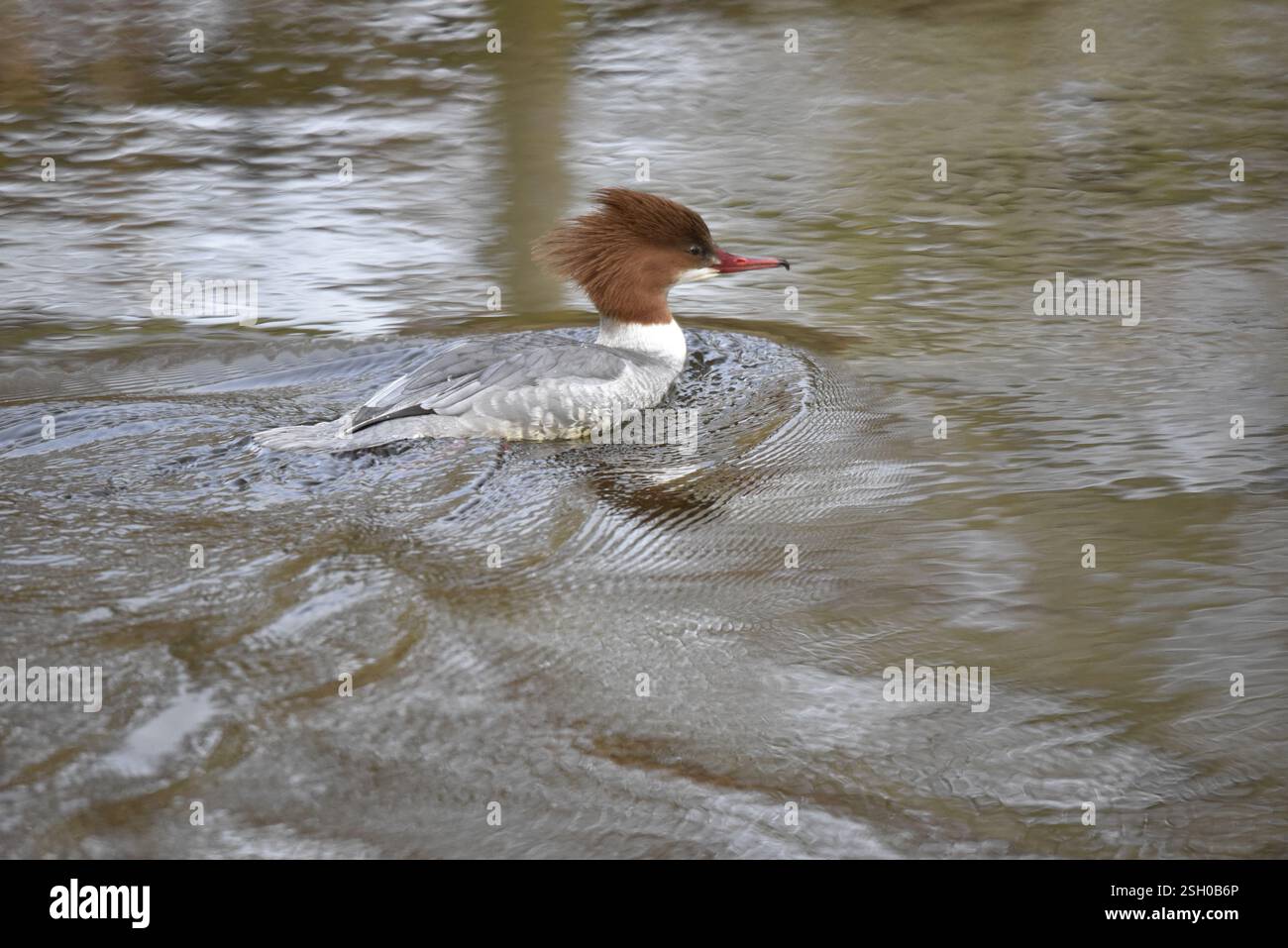 Ritratto ratto di una femmina di Goosander (Mergus Merganser) che nuota da sinistra a destra, a sinistra dell'immagine, con piume arricciate e Eye on camera, Regno Unito Foto Stock