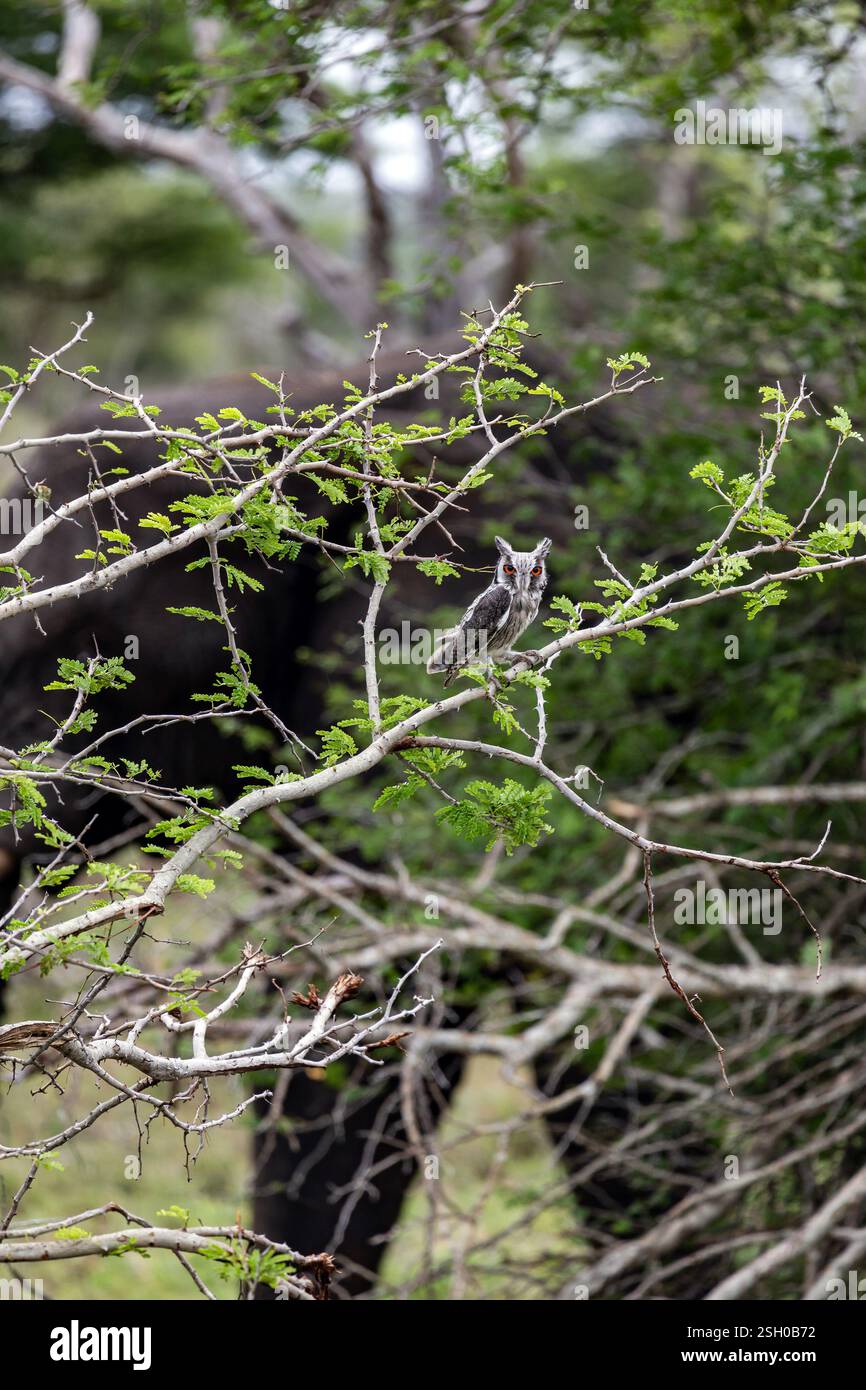Il gufo bianco del sud, Ptilopsis granti, si trova su un ramo d'albero nella natura selvaggia, il Kruger National Park, Sudafrica. Foto Stock