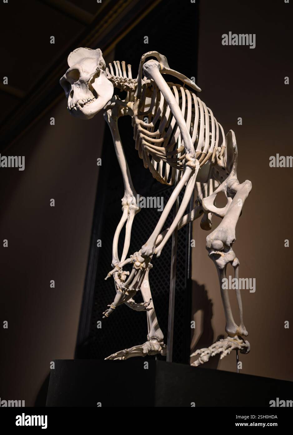 Scheletro di Gorilla nel museo Foto Stock