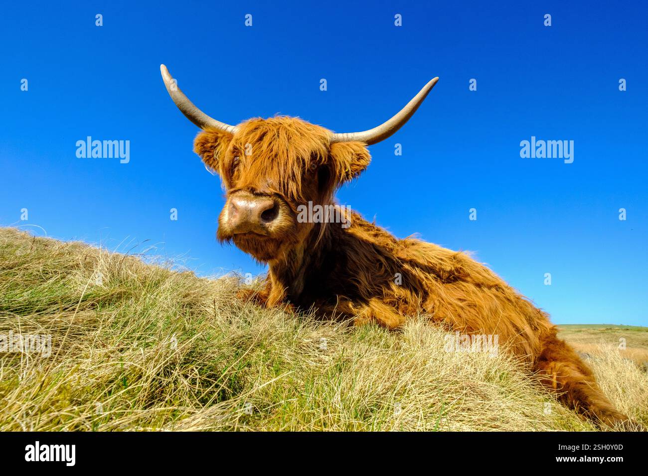 Mucca delle Highland che riposa al sole Foto Stock