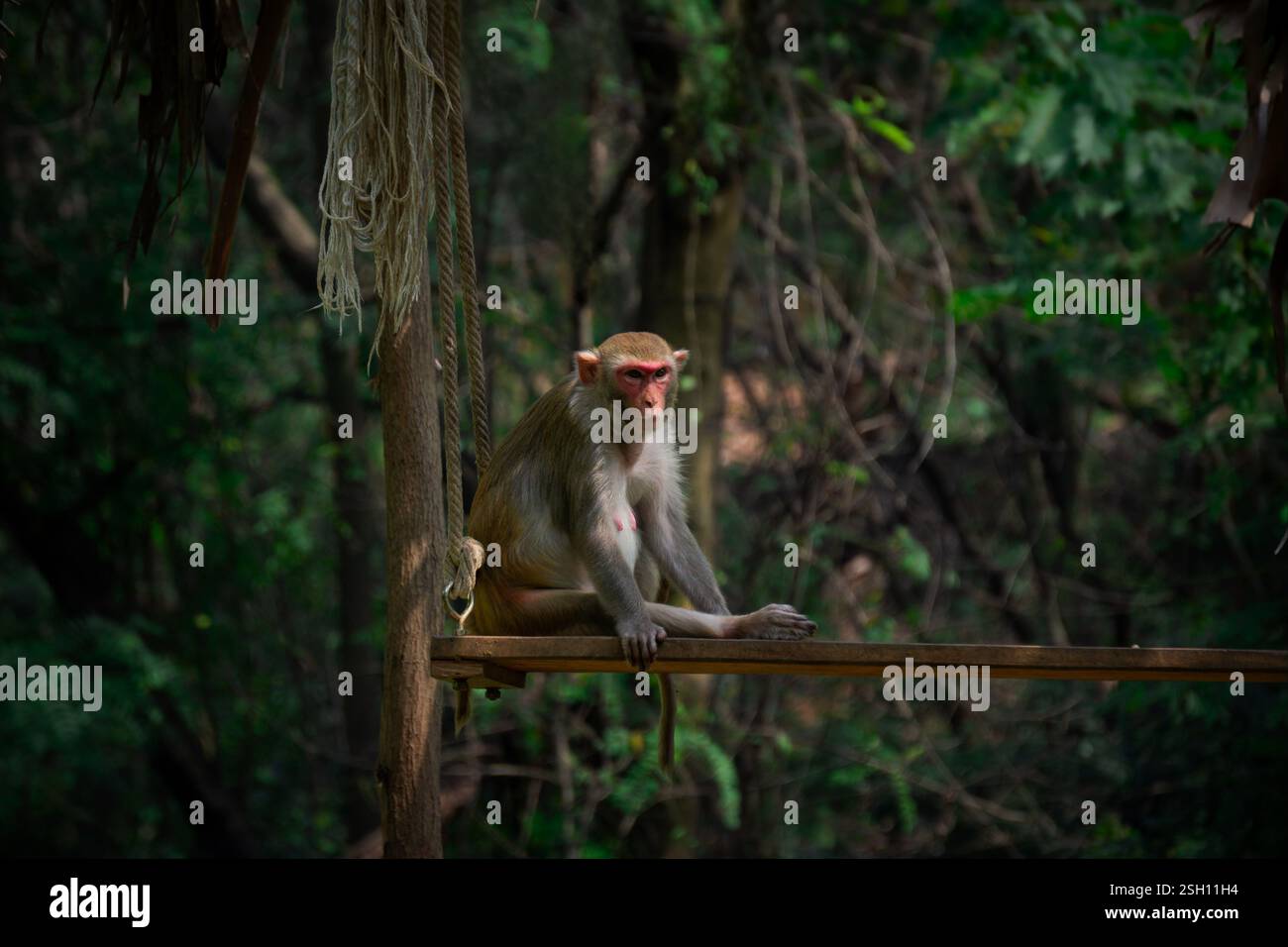Scimmia selvatica seduta su un ramo d'albero circondata da una fitta vegetazione forestale verde nel suo habitat naturale in India Foto Stock