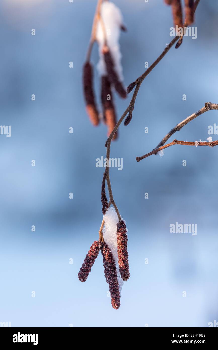 Alder Catkins in inverno, sito patrimonio dello stato di Iwetemlaykin, Oregon. Foto Stock