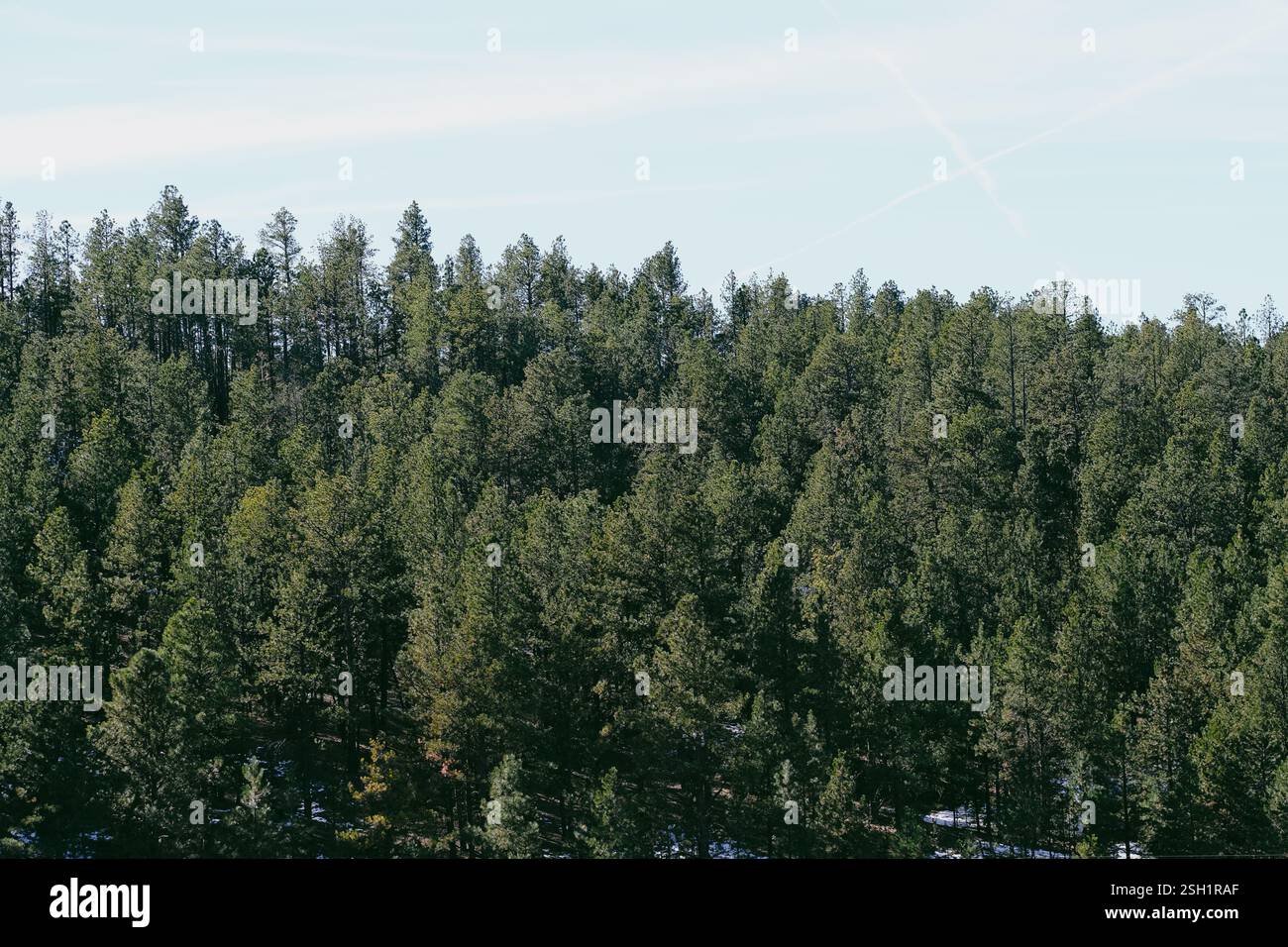 La fitta foresta Evergreen sotto un cielo azzurro Foto Stock