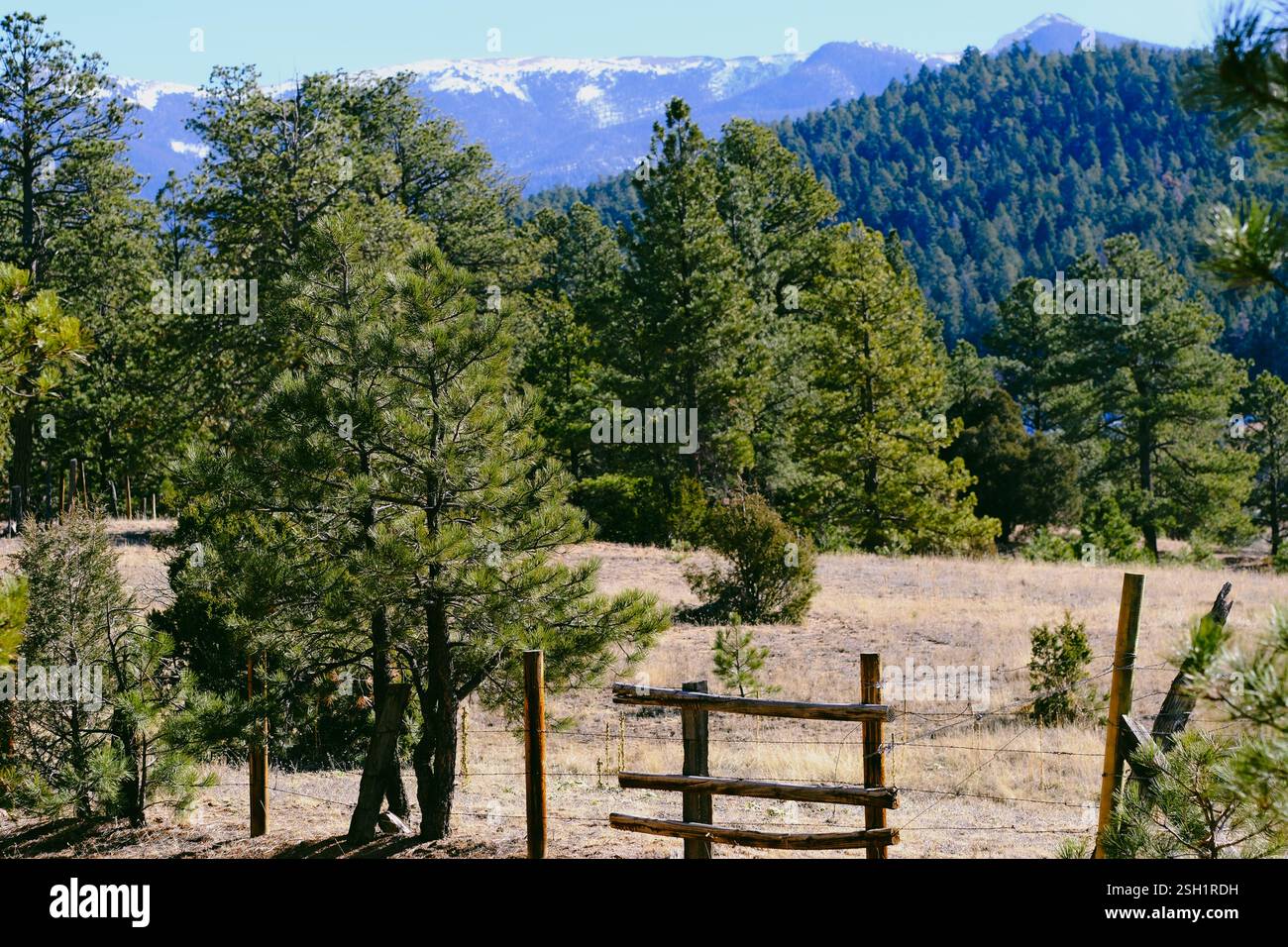 Valle boschiva con sfondo innevato Foto Stock