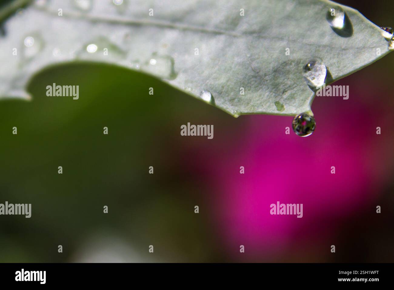 Una piccola goccia d'acqua appesa a una foglia, che riflette il fiore rosa brillante di un tulipano Siam sullo sfondo. Foto Stock
