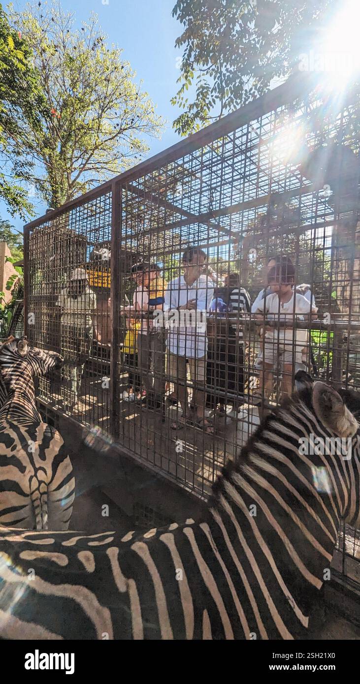 Visitatori che danno da mangiare alle zebre al recinto dello zoo Foto Stock