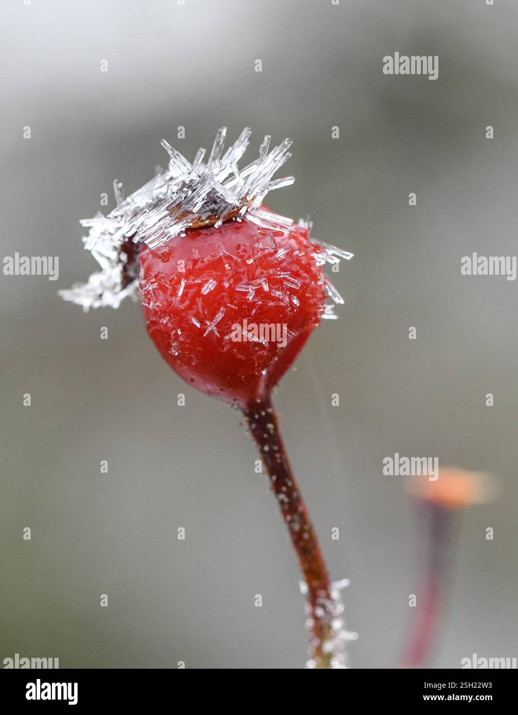 Una rosa hip in the Frost, Chipping, Preston, Lancashire, Regno Unito. Foto Stock