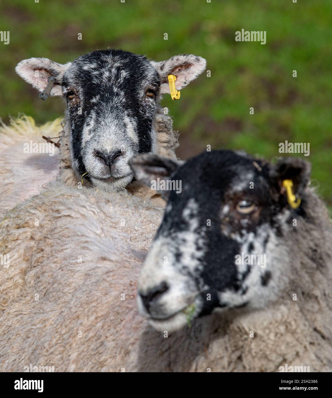 Primo piano di Mule ewes, Chipping, Preston, Lancashire, Regno Unito Foto Stock