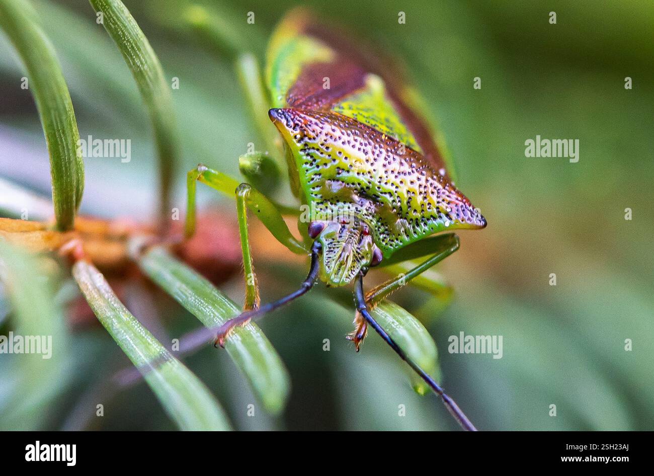 Un primo piano di un insetto dello scudo biancospino, Chipping, Lancashire. Foto Stock