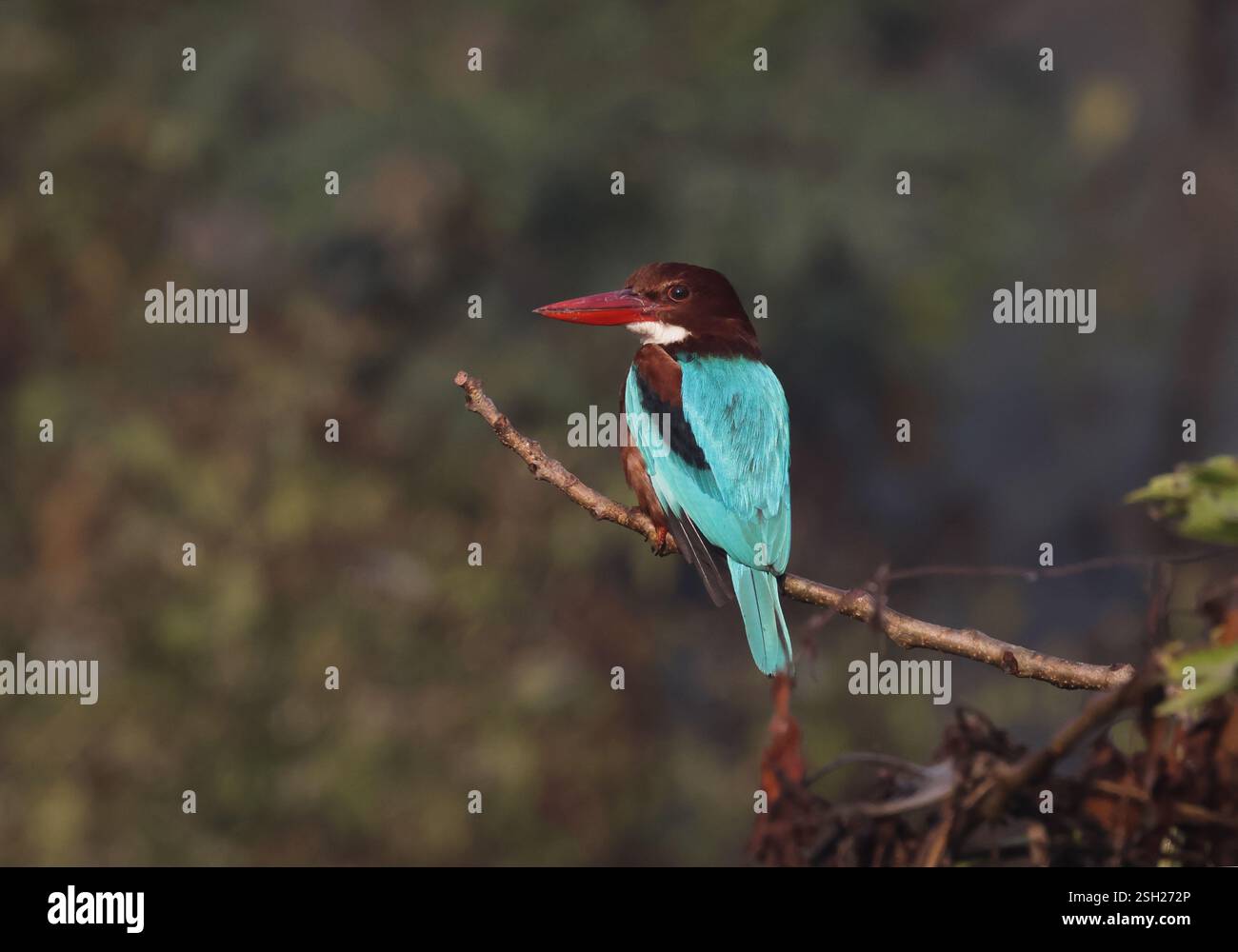 kingfisher uccello sul ramo. Questa foto è stata scattata dal Bangladesh. Foto Stock