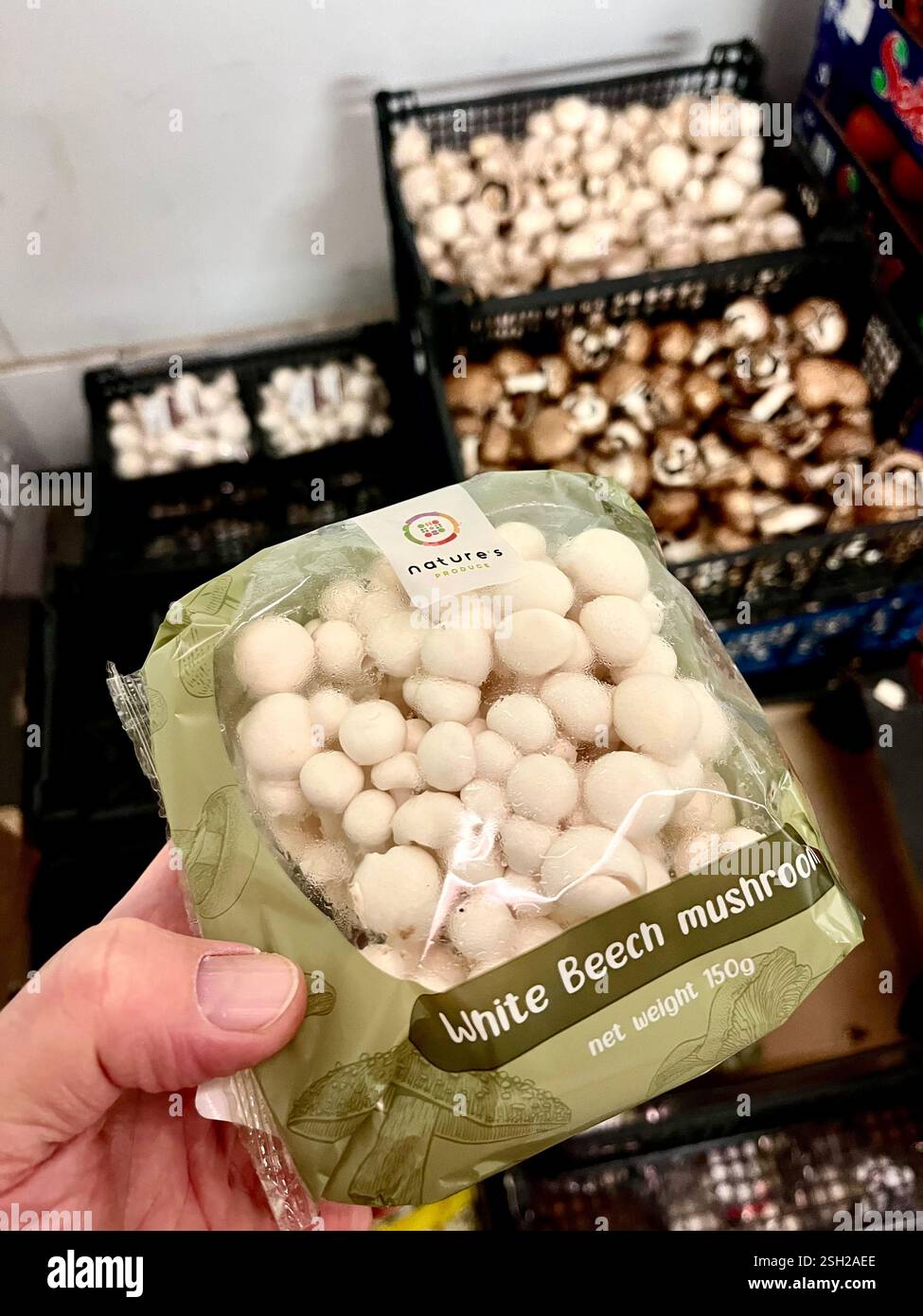 funghi di faggio bianco, confezionamento, confezionamento, funghi, magazzino, stoccaggio, agricoltura, approvvigionamento alimentare, logistica, distribuzione, catena di approvvigionamento - Immagine stock catturata con smartphone