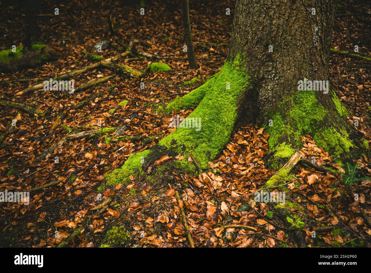 muschio verde a terra e radici di alberi Foto Stock