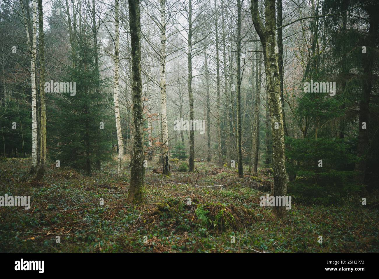 mattina nella foresta nebbiosa d'inverno Foto Stock
