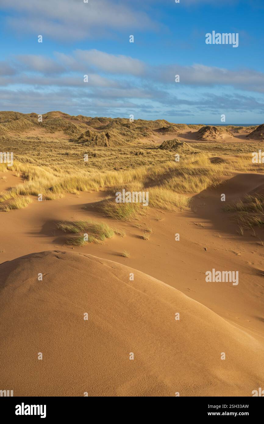 Forvie National Nature Reserve, Aberdeenshire, Scozia. Foto Stock