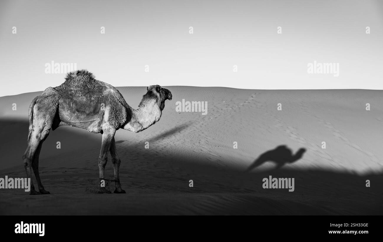 Vivi l'esperienza nel deserto del Sahara del Marocco, osservando i cammelli che vivono nel deserto circondati da sabbia e dune. Foto Stock
