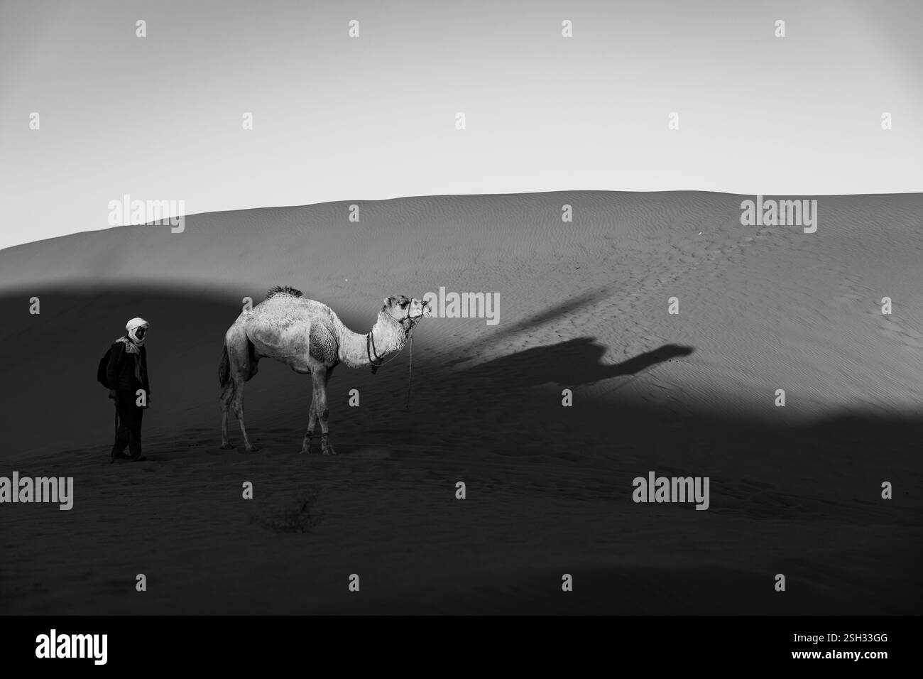 Vivi l'esperienza nel deserto del Sahara del Marocco, osservando i cammelli che vivono nel deserto circondati da sabbia e dune. Foto Stock