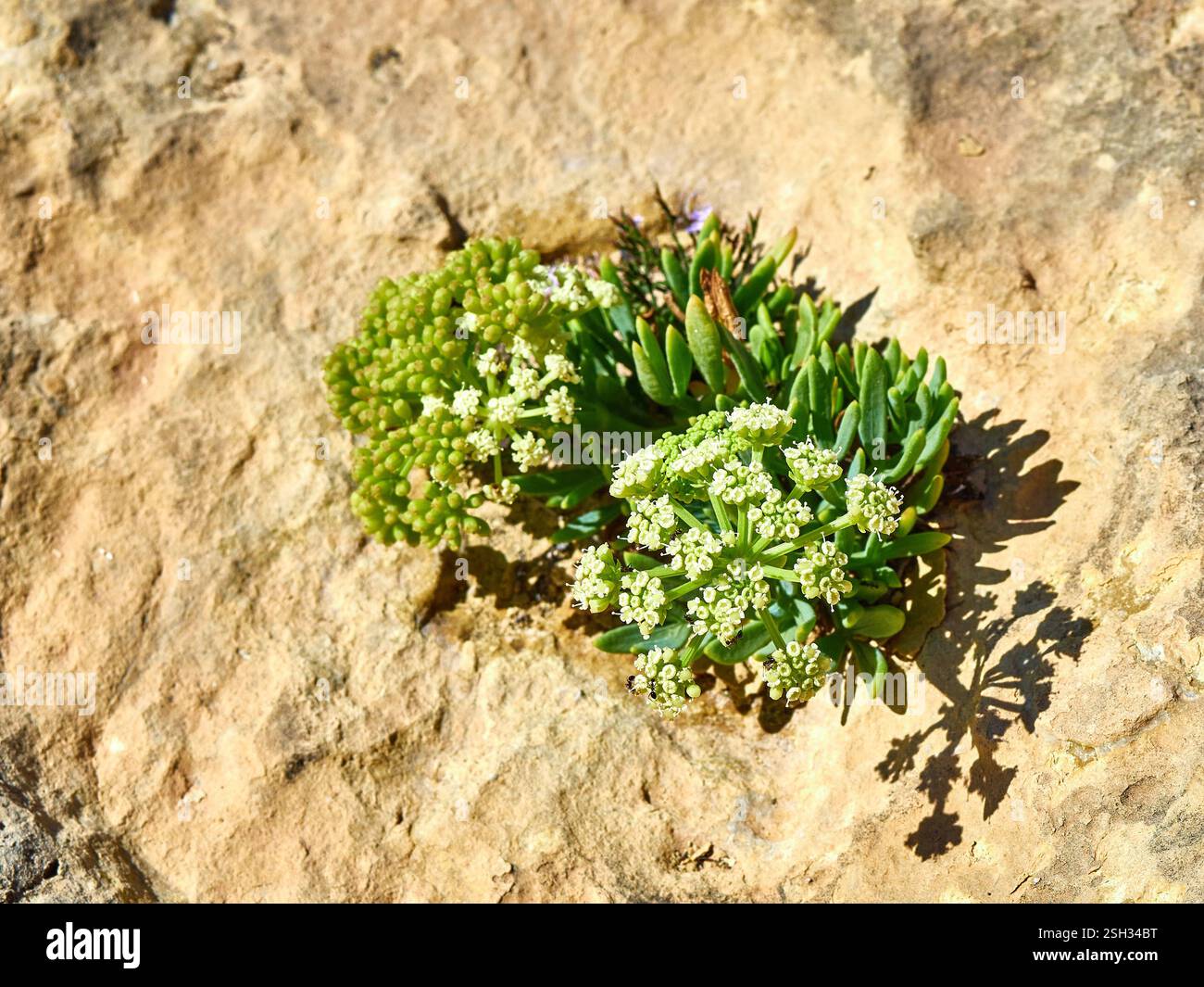 Crithmum maritimum, è comunemente noto come samphire di roccia, finocchio di mare o zaffiro Foto Stock