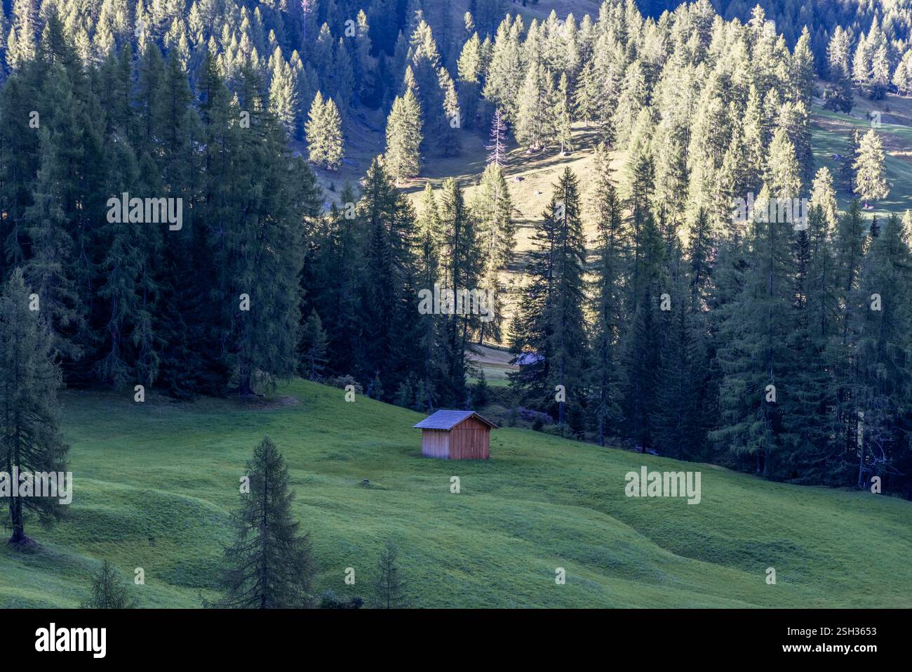 Un tranquillo scenario alpino con una solitaria capanna in legno in un prato erboso, delimitato da alti pini e morbide colline dolomitiche Foto Stock