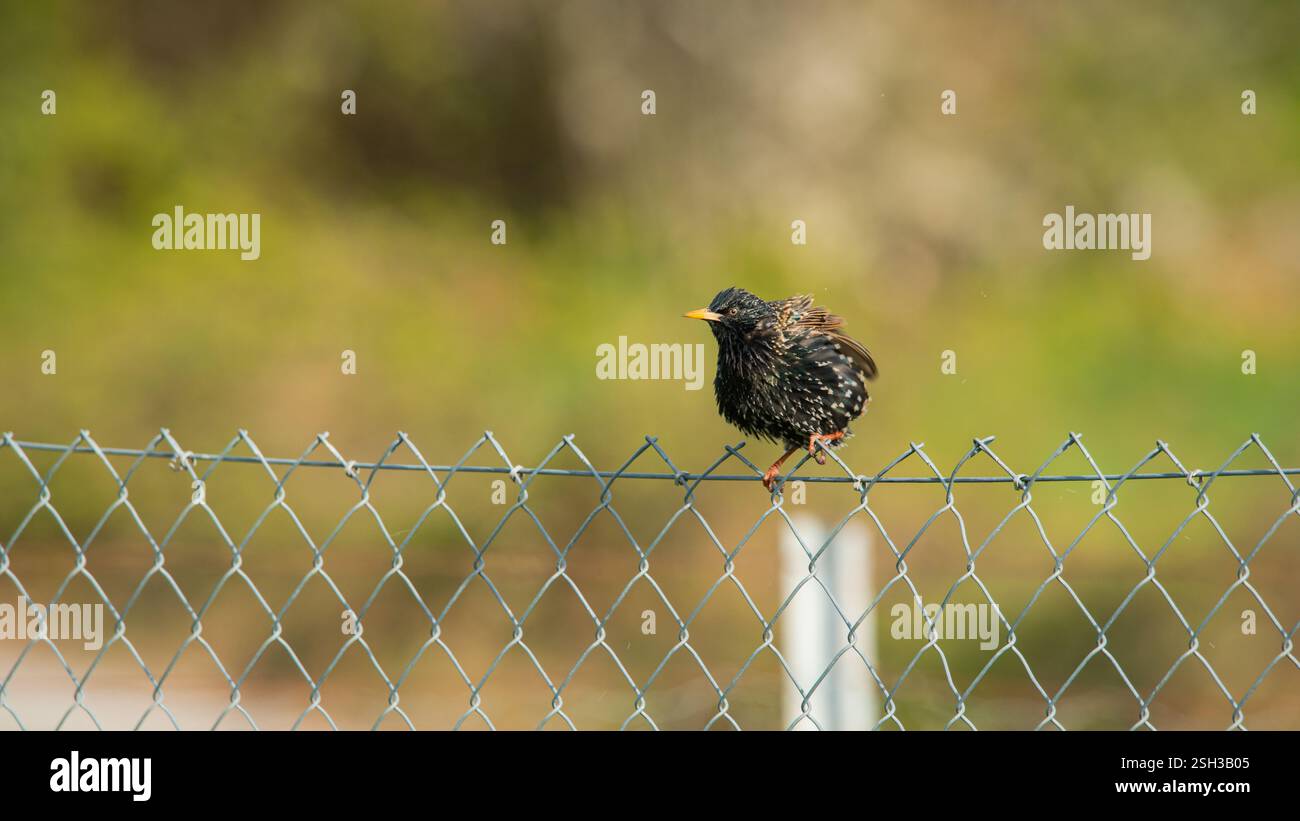 Starling europeo appollaiato sul recinto Foto Stock