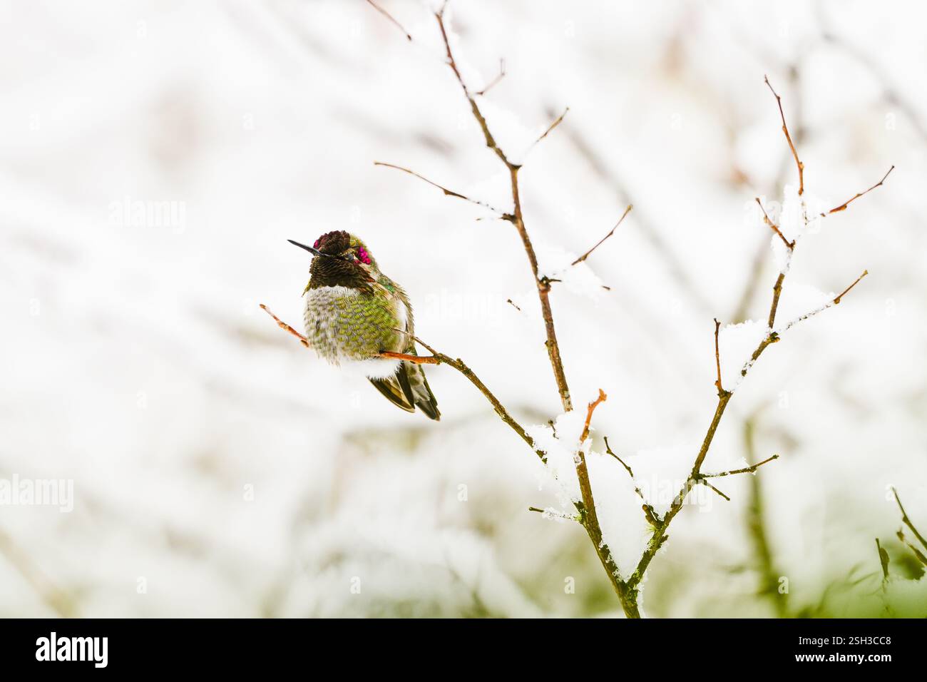 Annas humingbird Calypte anna in inverno su un sottile ramo con sfumature rosa Foto Stock