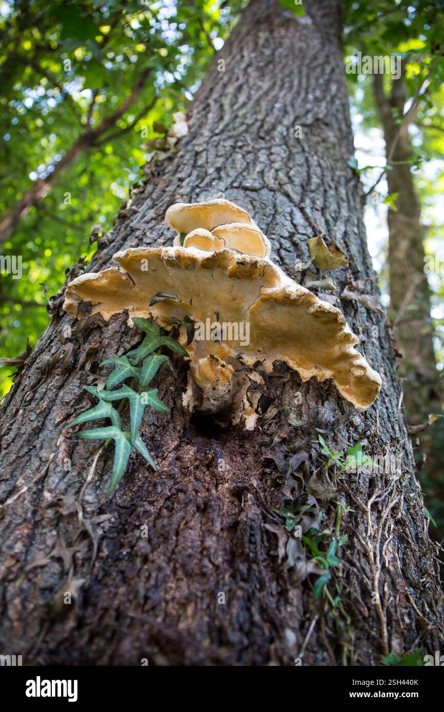 Un fungo bianco grande dell'albero che cresce sulla corteccia di un albero. Foto Stock