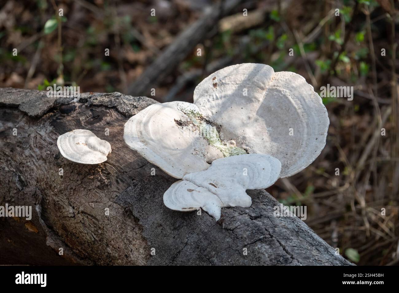 Primo piano del fungo bianco del marciume su un tronco di albero caduto alla luce del sole filtrata. Foto Stock
