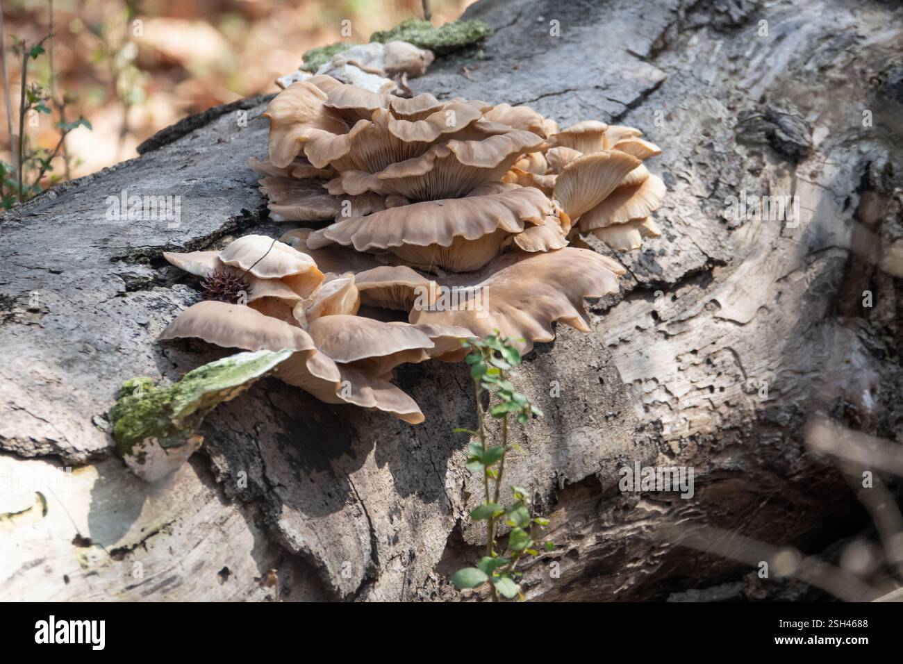 Primo piano di funghi di ostriche sul tronco di alberi caduti alla luce del sole filtrata. Foto Stock