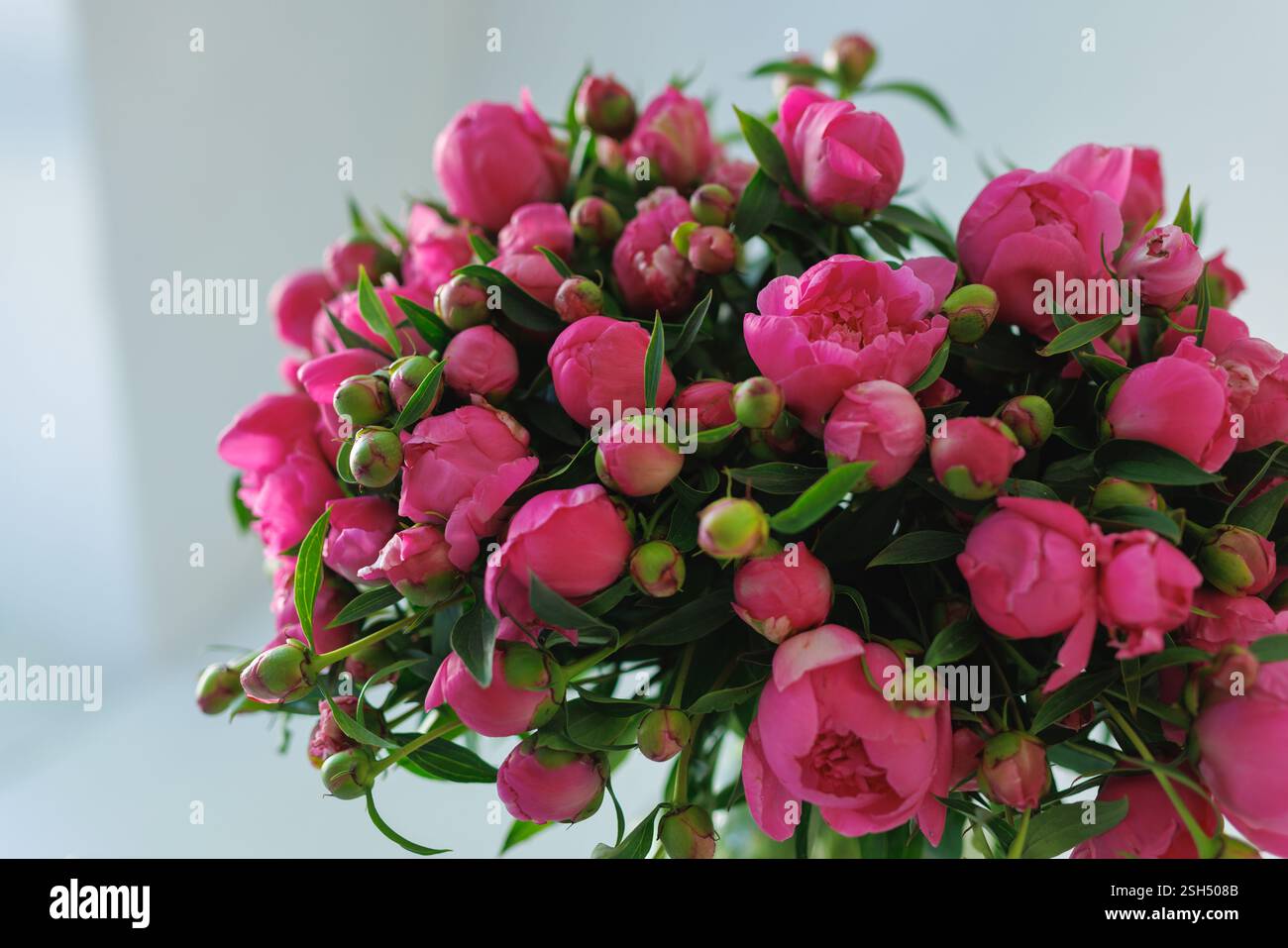 Vivaci peonie rosa in piena fioritura con foglie verdi rigogliose, fresche, romantiche ed eleganti composizioni floreali, perfette per matrimoni, arredamento e natura Foto Stock