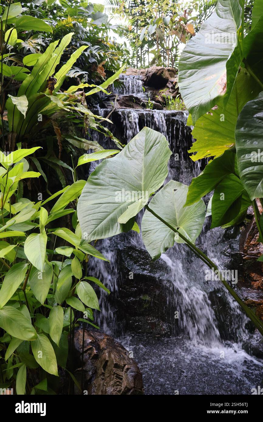 Cascata | Giardino Botanico di Singapore Foto Stock