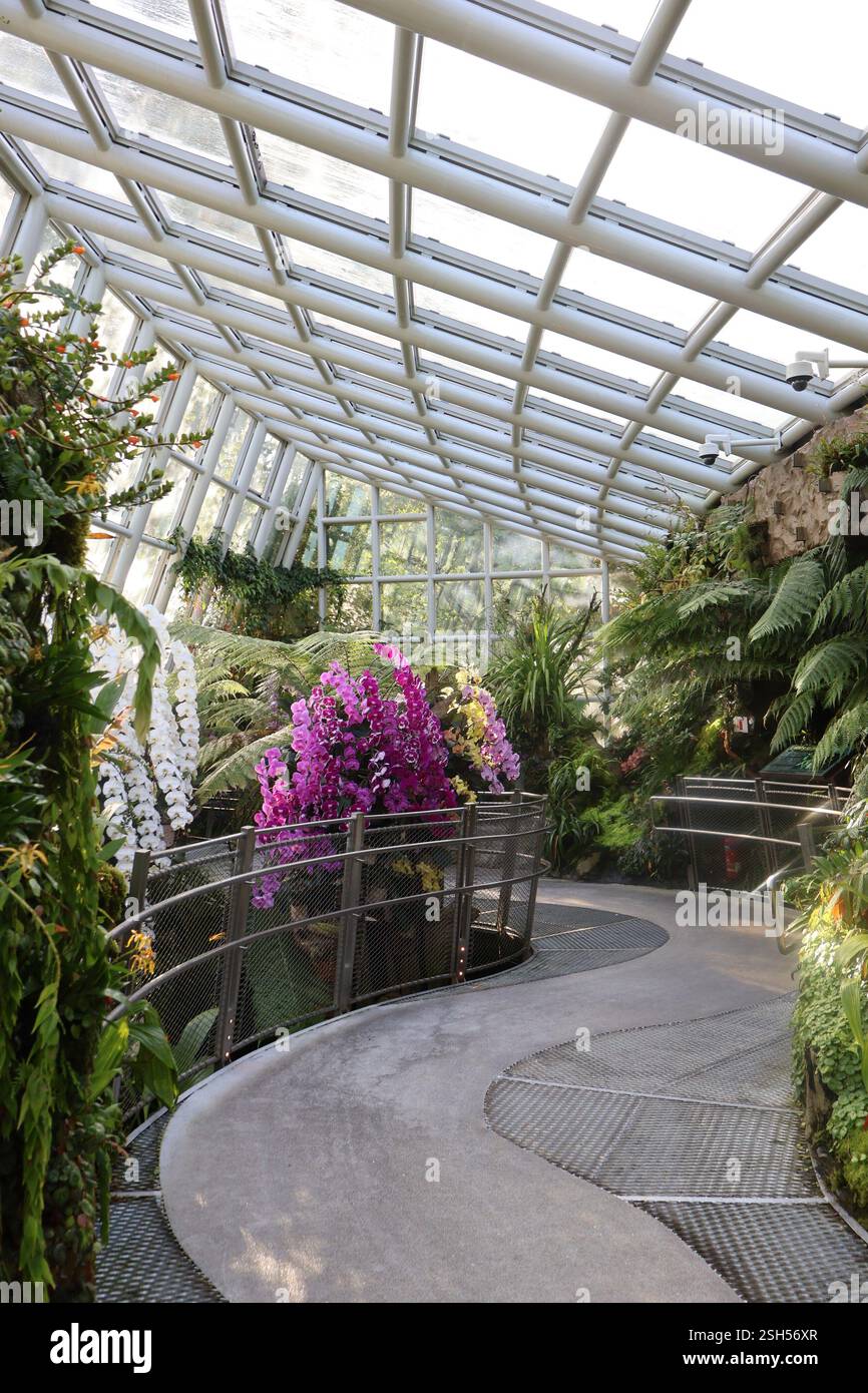 Vivaci Orchidee | Giardini Botanici di Singapore Foto Stock