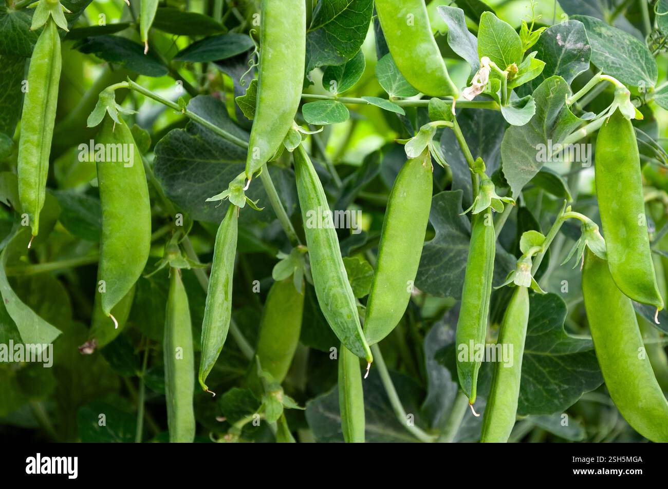 Cespuglio di piselli dolci con baccelli maturi coltivati in orto Foto Stock