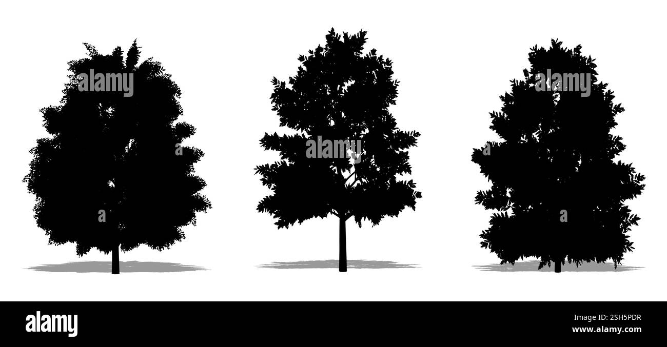 Set o collezione di alberi di frassino europei con una silhouette nera su sfondo bianco. Concetto o vettore concettuale per la natura, il pianeta, l'ecologia Illustrazione Vettoriale