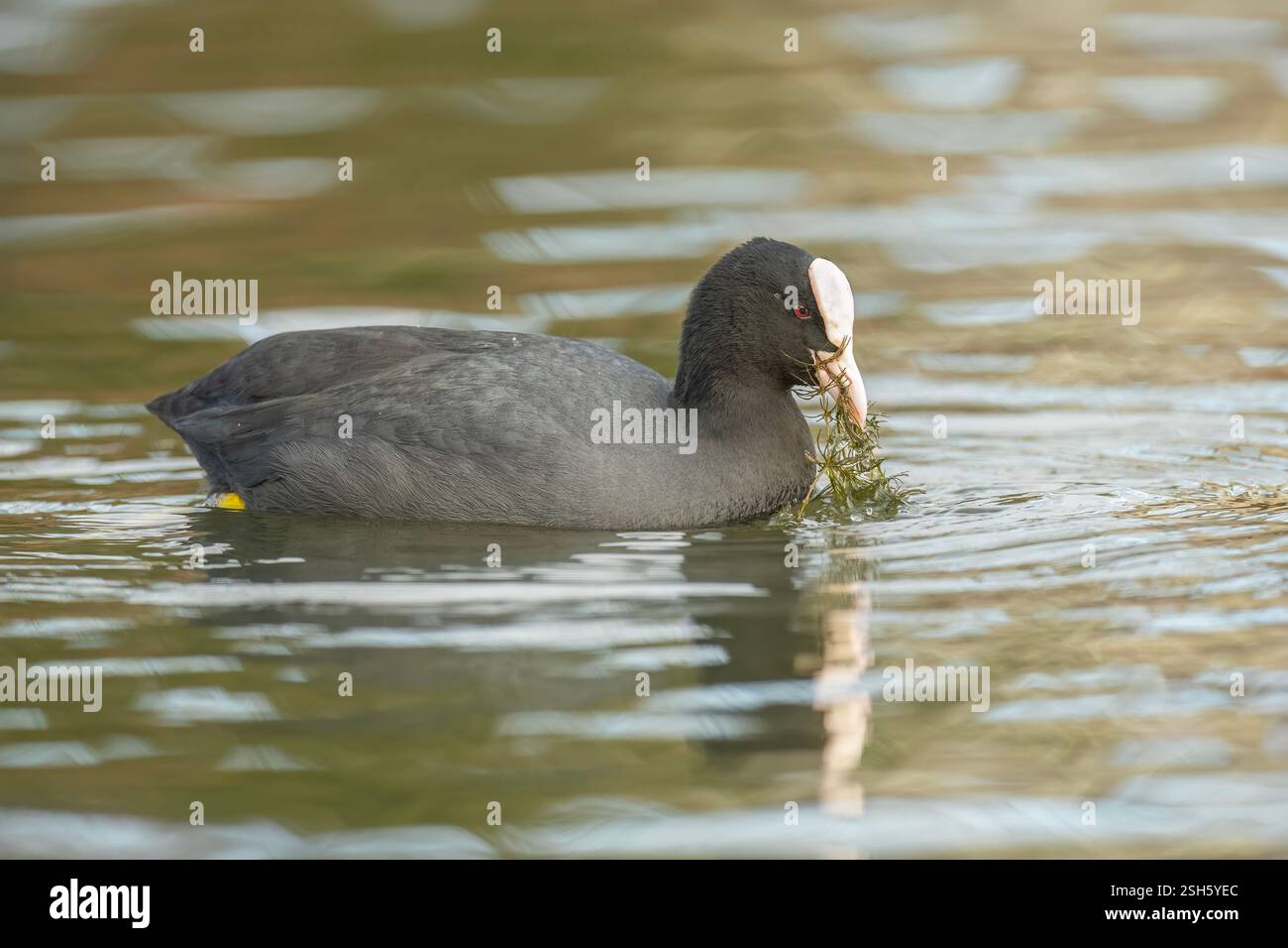 Coot in uno stagno, da vicino Foto Stock