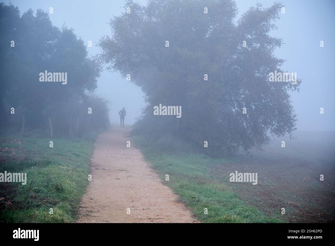 Una persona solitaria cammina lungo un sentiero nebbioso circondato da alberi. Ayegui, navarra, spagna Foto Stock
