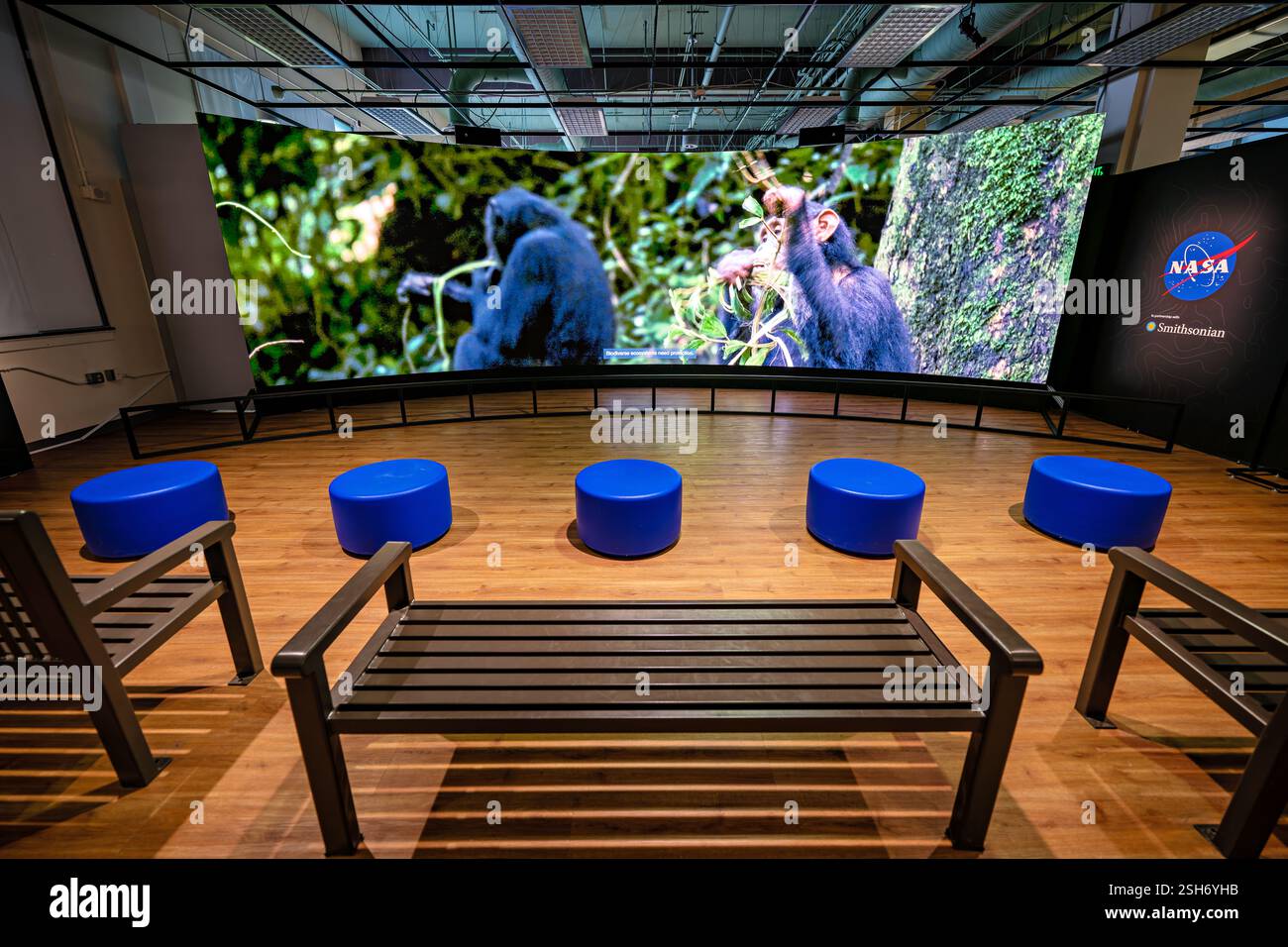 Smithsonian Natural History Museum a Washington DC | WASHINGTON D.C., Stati Uniti - gli scimpanzé appaiono sul video hyperwall della NASA al Earth Information Center dello Smithsonian's National Museum of Natural History, parte di una mostra che collega l'osservazione satellitare della Terra alla ricerca sulla fauna selvatica. Il programma di rotazione illustra in che modo il telerilevamento supporta il monitoraggio della biodiversità e la protezione dell'habitat per grandi scimmie e altre specie. Foto Stock