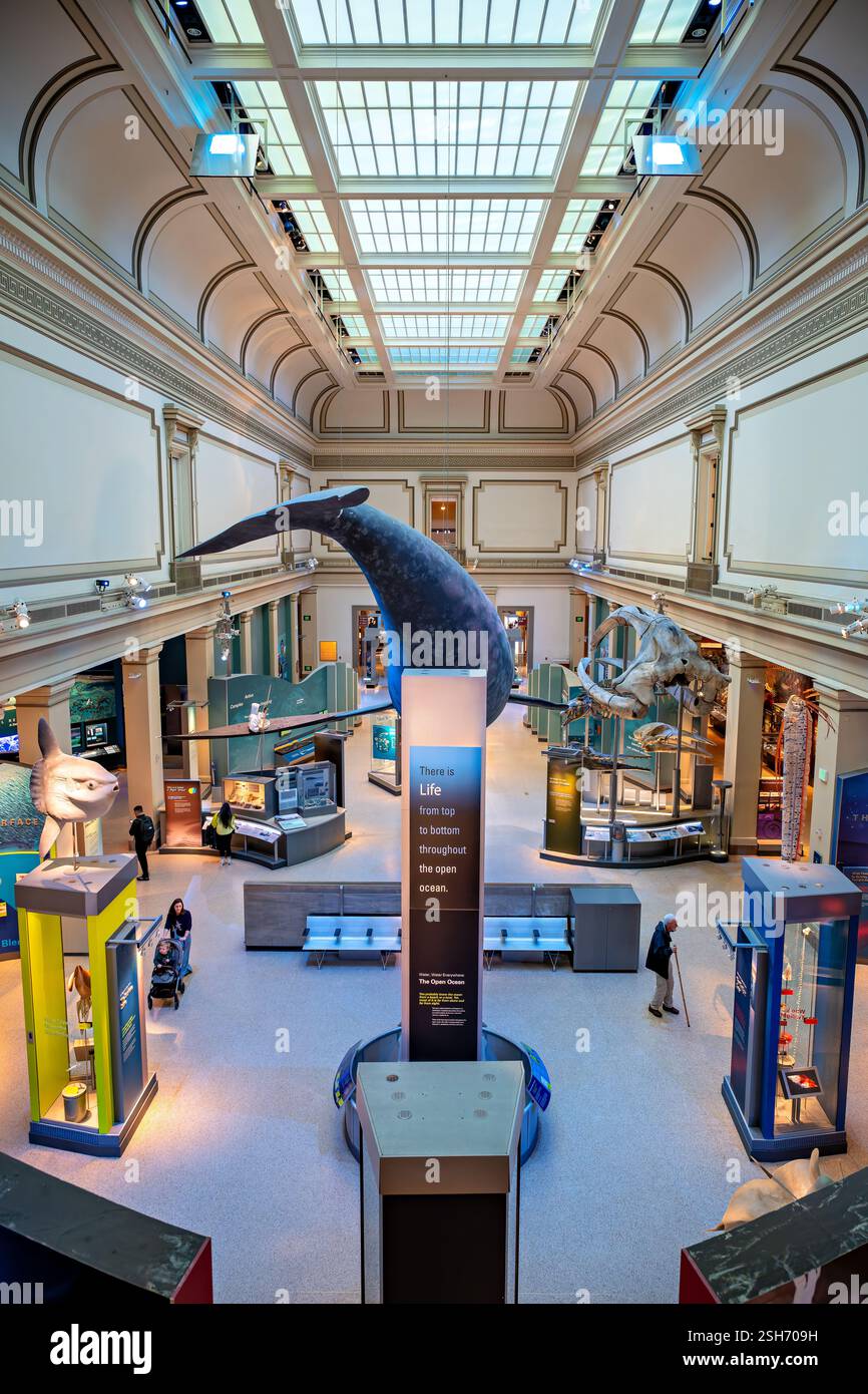 WASHINGTON DC - la Sant Ocean Hall del Museo Nazionale di storia naturale dello Smithsonian esplora gli ecosistemi marini e la scienza oceanica. Questa sala espositiva di 000 metri quadrati presenta un modello lungo 50 metri circa di balena destra del Nord Atlantico sospesa dal soffitto. La sala ospita esemplari marini, mostre interattive e mostre sulla vita e la conservazione dell'oceano. Foto Stock