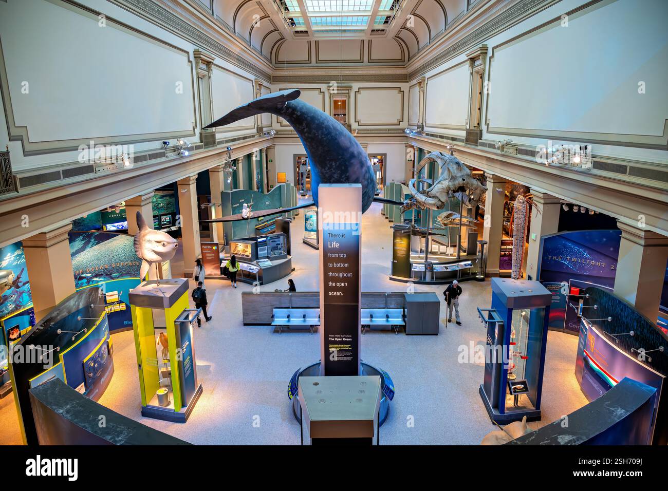 WASHINGTON DC - la Sant Ocean Hall del Museo Nazionale di storia naturale dello Smithsonian esplora gli ecosistemi marini e la scienza oceanica. Questa sala espositiva di 000 metri quadrati presenta un modello lungo 50 metri circa di balena destra del Nord Atlantico sospesa dal soffitto. La sala ospita esemplari marini, mostre interattive e mostre sulla vita e la conservazione dell'oceano. Foto Stock