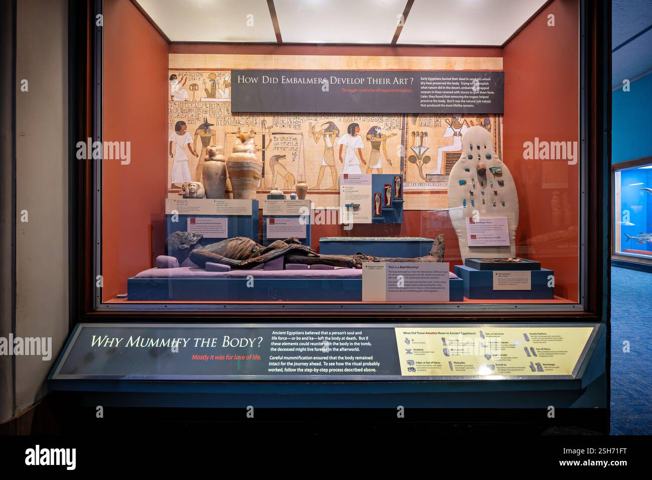 WASHINGTON DC - la mostra "la vita eterna nell'antico Egitto" presso il Museo Nazionale di storia naturale dello Smithsonian presenta una mummia maschile di 2.200 anni accanto a manufatti sepolcrali. L'esposizione include tre mummie umane e sedici animali, completate da antiche ceramiche egiziane, gioielli e strumenti. La moderna tecnologia di scansione CAT rivela dettagli sulla vita della mummia, comprese le abitudini alimentari e le condizioni di vita. Foto Stock