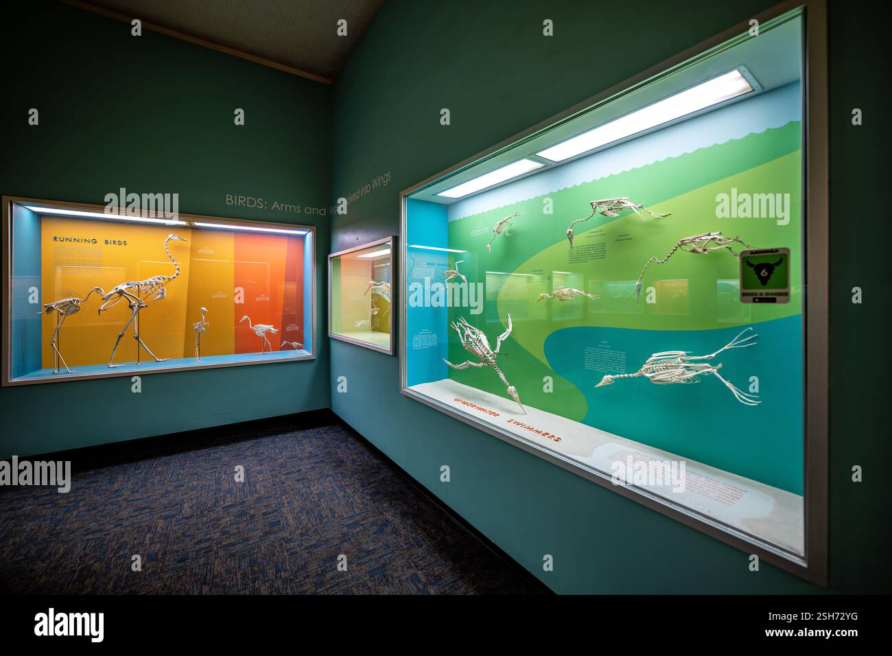 WASHINGTON DC - la Bone Hall del Museo Nazionale di storia naturale dello Smithsonian presenta scheletri di uccelli acquatici, dimostrando adattamenti evolutivi per l'alimentazione sott'acqua. Gli esemplari presentano forme del corpo rastremate, pelvi strette e struttura ossea densa che facilitano il movimento sott'acqua. Foto Stock