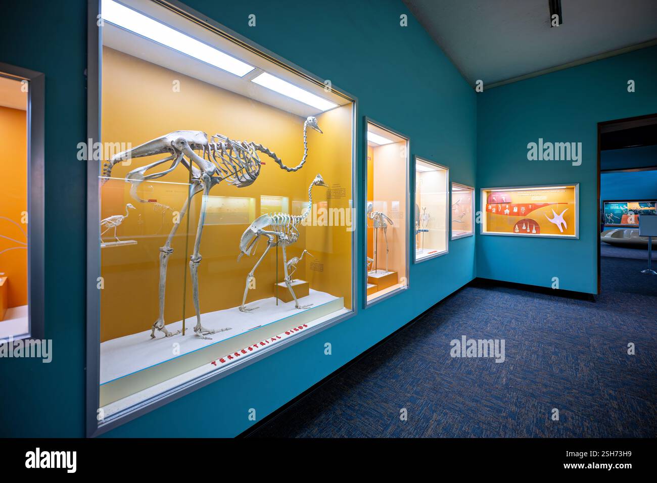 WASHINGTON DC - la Bone Hall del Museo Nazionale di storia naturale dello Smithsonian presenta scheletri di uccelli senza volo, tra cui lo struzzo africano (Struthio camelus) e il tinamou sudamericano (Nothura maculosa). Gli esemplari dimostrano adattamenti distintivi come la struttura a due dita dello struzzo e la capacità conservata del tinamou per il volo a breve distanza. Foto Stock