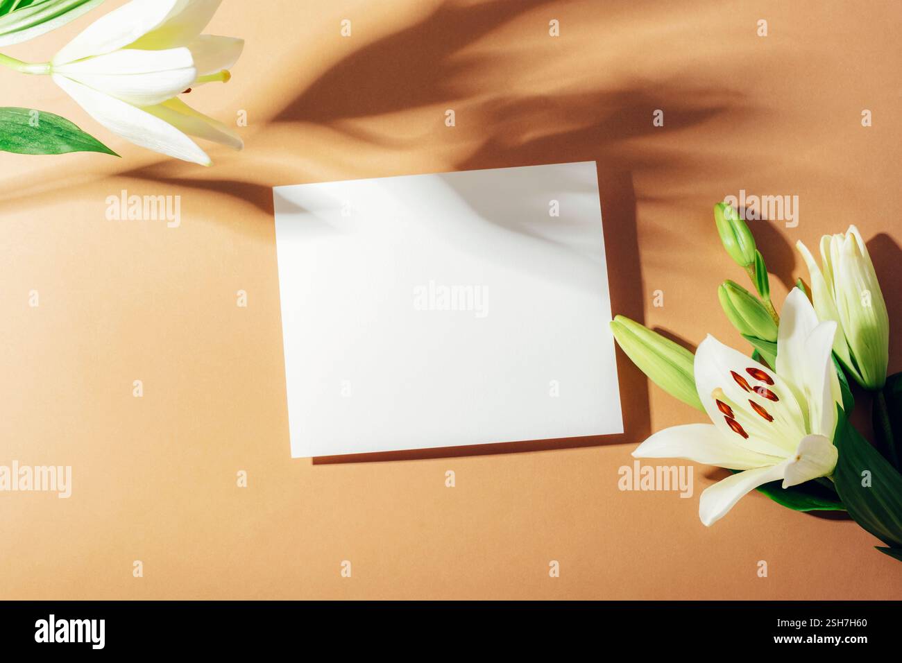 Carta bianca su sfondo beige con gigli bianchi e foglie verdi che creano ombre morbide. Biglietto di auguri natalizi, sfondo festivo. Vista dall'alto, Foto Stock