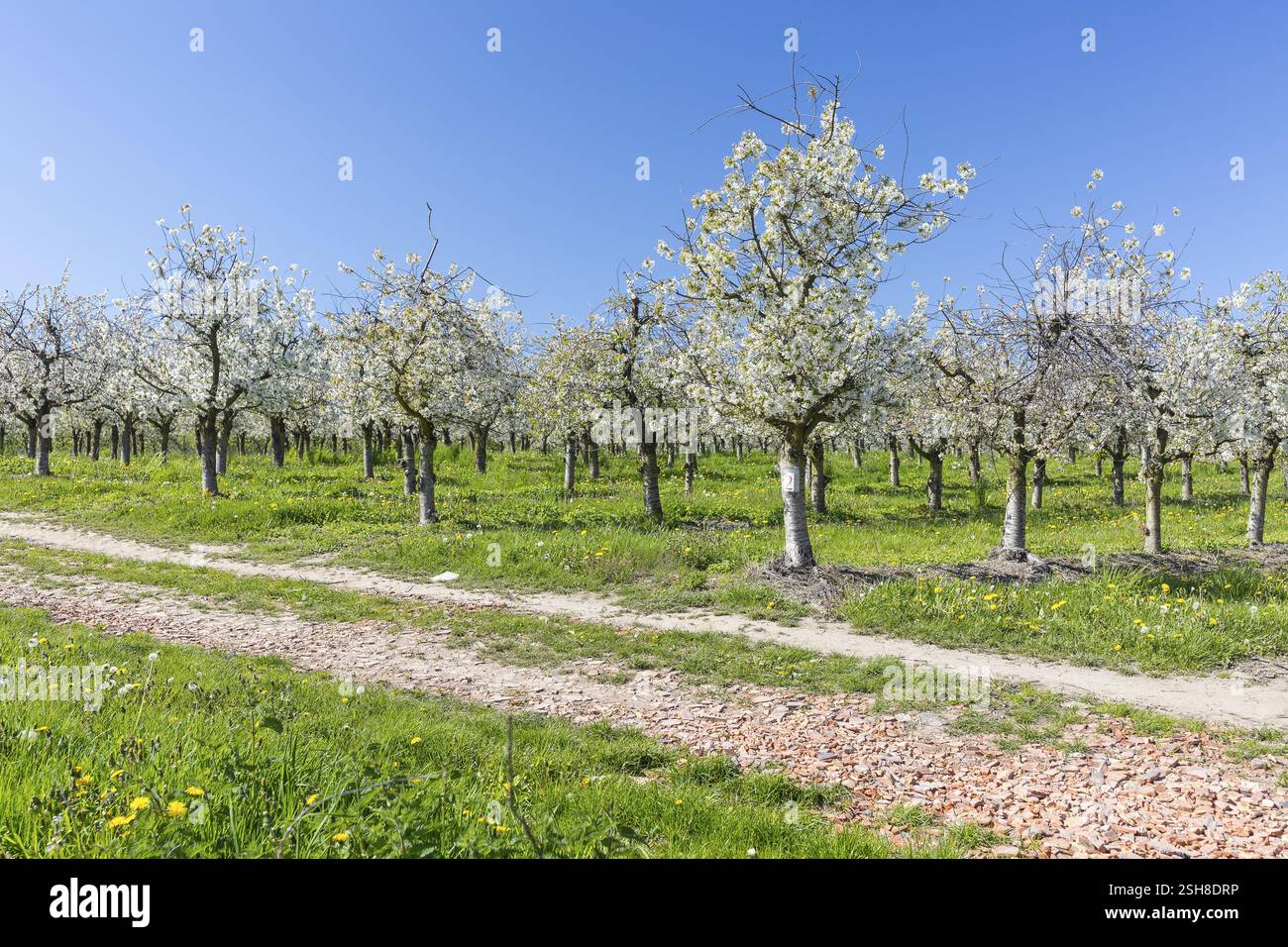 Frutteto di ciliegio in fiore vicino a Borthen, Dohna, Sassonia, Germania, Europa Foto Stock