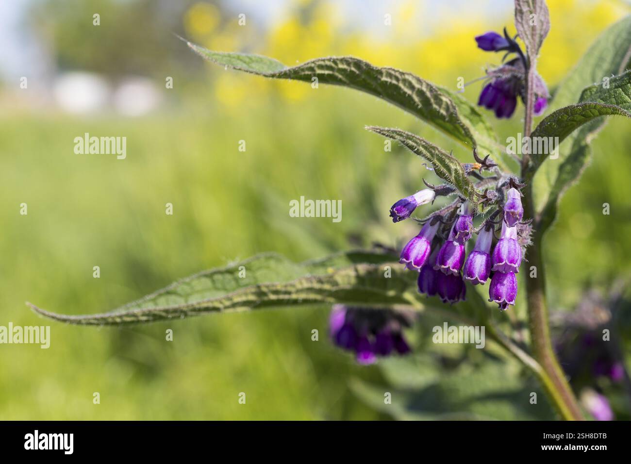 Comfrey (Symphytum) in fiore, Sassonia, Germania, Europa Foto Stock