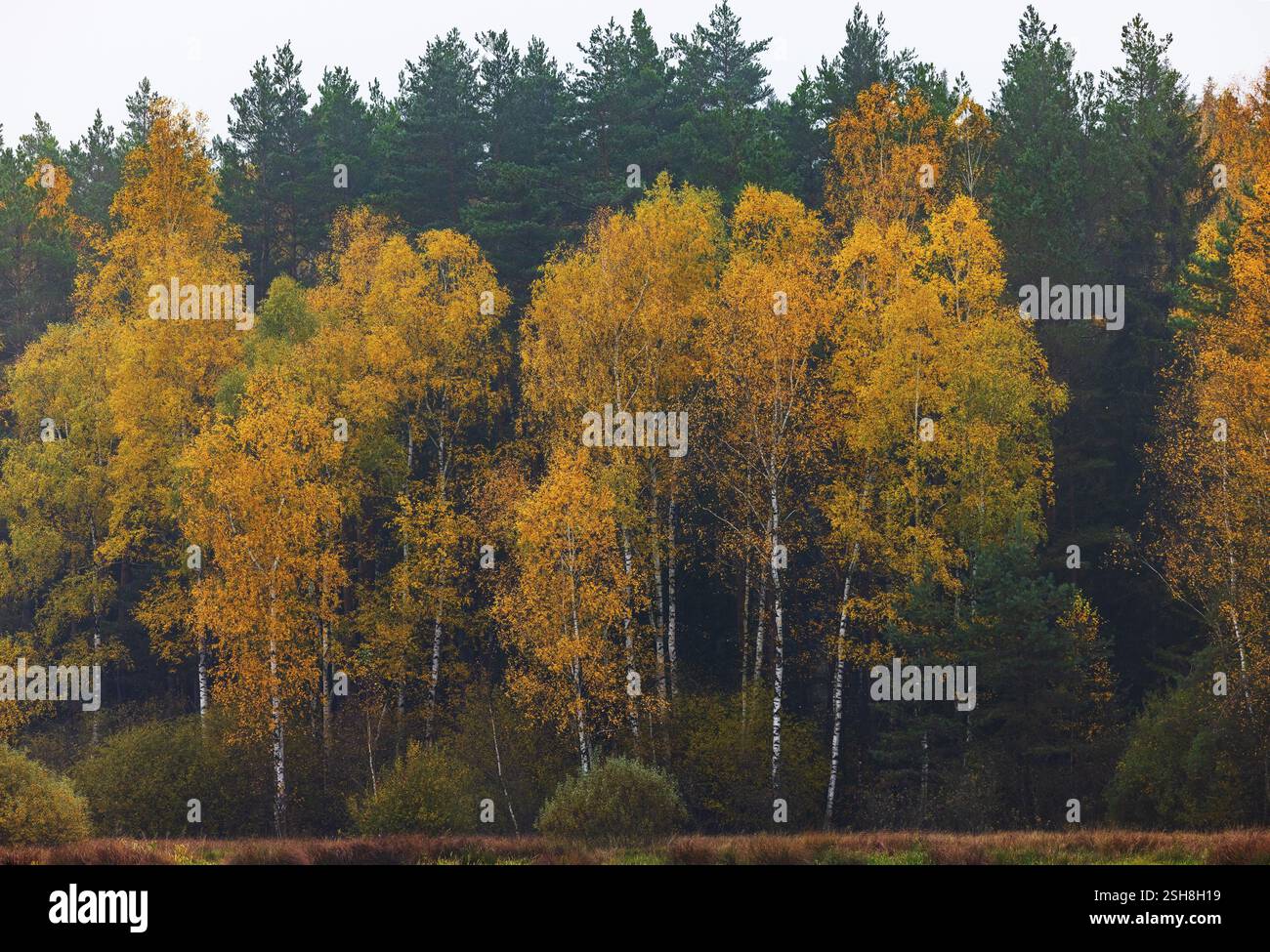 Betulle di colore autunnale con nebbia mattutina, Gmuend, Waldviertel, bassa Austria, Austria, Europa Foto Stock