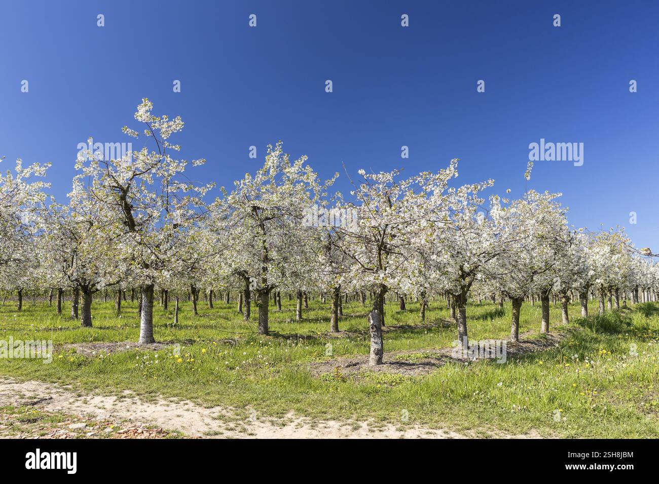 Frutteto di ciliegio in fiore vicino a Borthen, Dohna, Sassonia, Germania, Europa Foto Stock