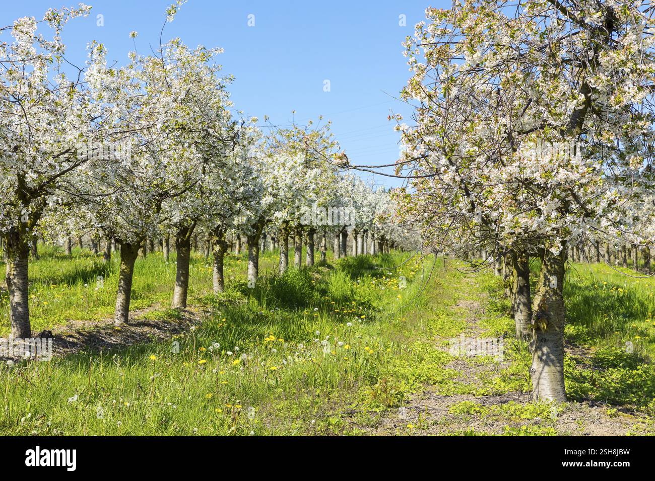 Frutteto di ciliegio in fiore vicino a Borthen, Dohna, Sassonia, Germania, Europa Foto Stock