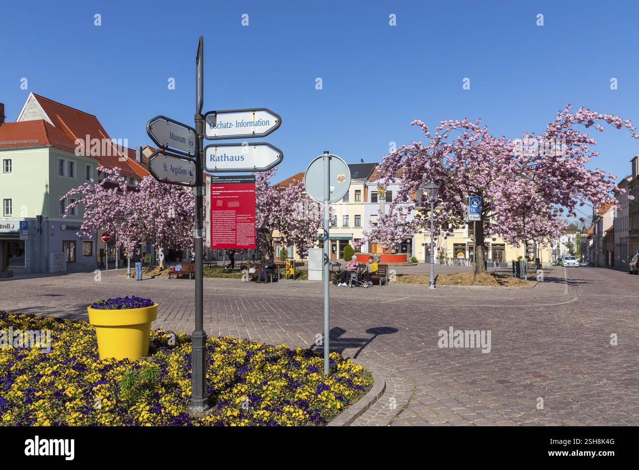 Segnaletica turistica sull'Altmarkt, letto con pansie (viola), sullo sfondo la fioritura rosa del ciliegio giapponese (Prunus serrulata), OS Foto Stock
