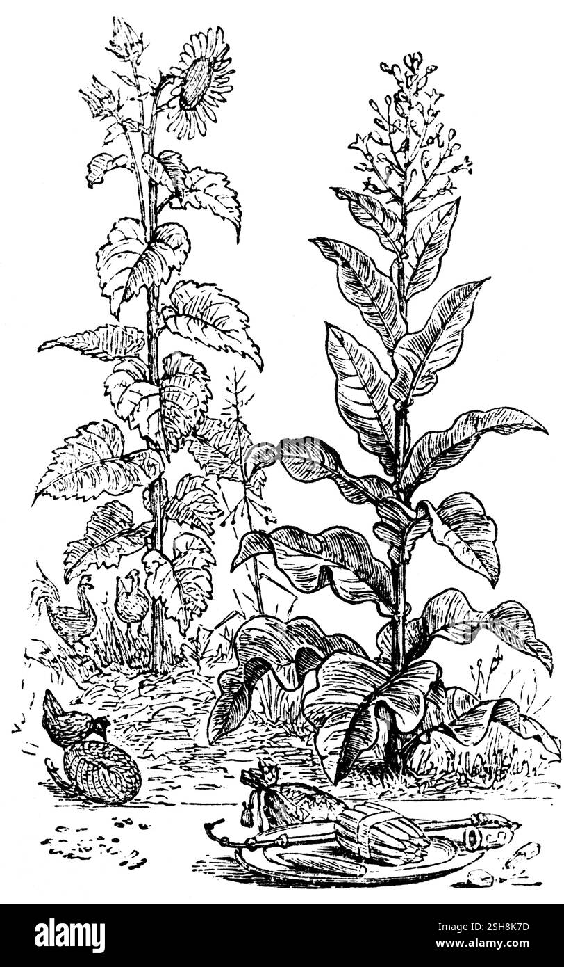 Infiorescenza e foglie di una pianta di tabacco (Nicotiana), pianta di ombra notturna (Solanaceae), stato del Texas, biologia, USA, illustrazione storica 18888, N Foto Stock