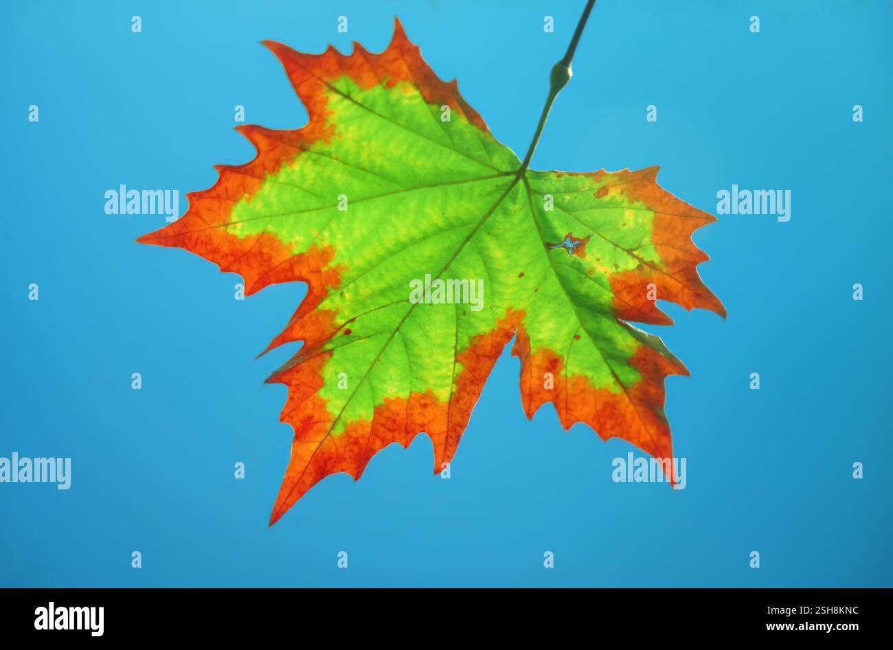Colorate foglie d'acero invecchiate in autunno o in autunno contro un cielo azzurro Foto Stock